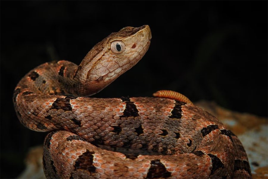 Snakes alive! Venomous vipers strike like lightning