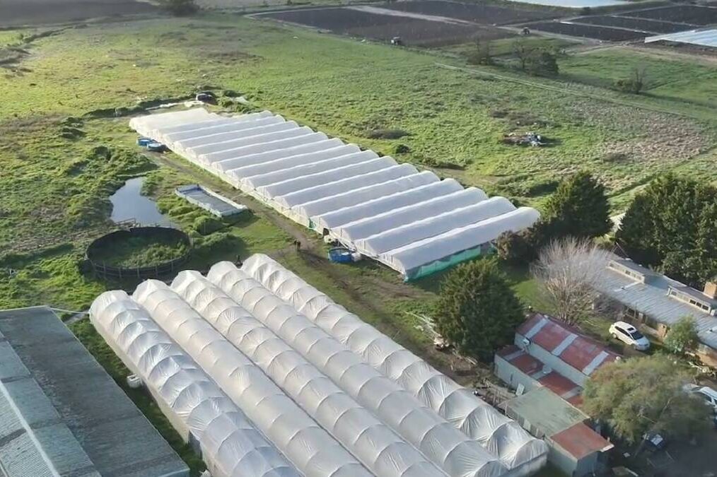Drug crop worth $15m found in gardening igloos