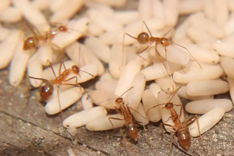 Aussies urged to join the big Bug Hunt for science