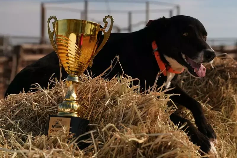 Dashing Duke crowned best boy in working dog challenge