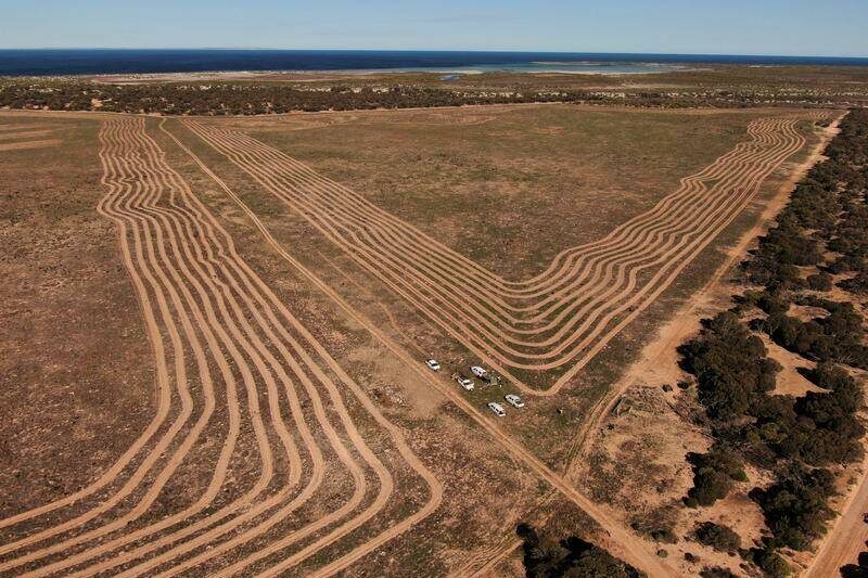 Native seed shortage ‘undermines’ Australia’s eco goals