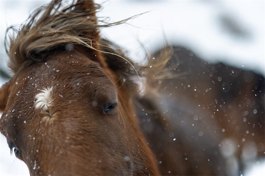Brumby’s days numbered after shift in alpine regions