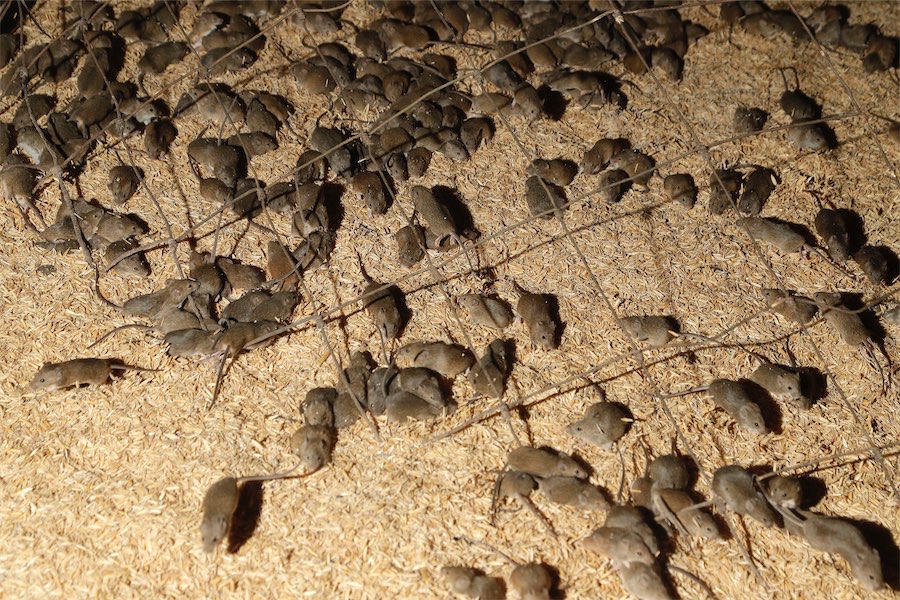 Grain belt hit by worst mouse plague in years