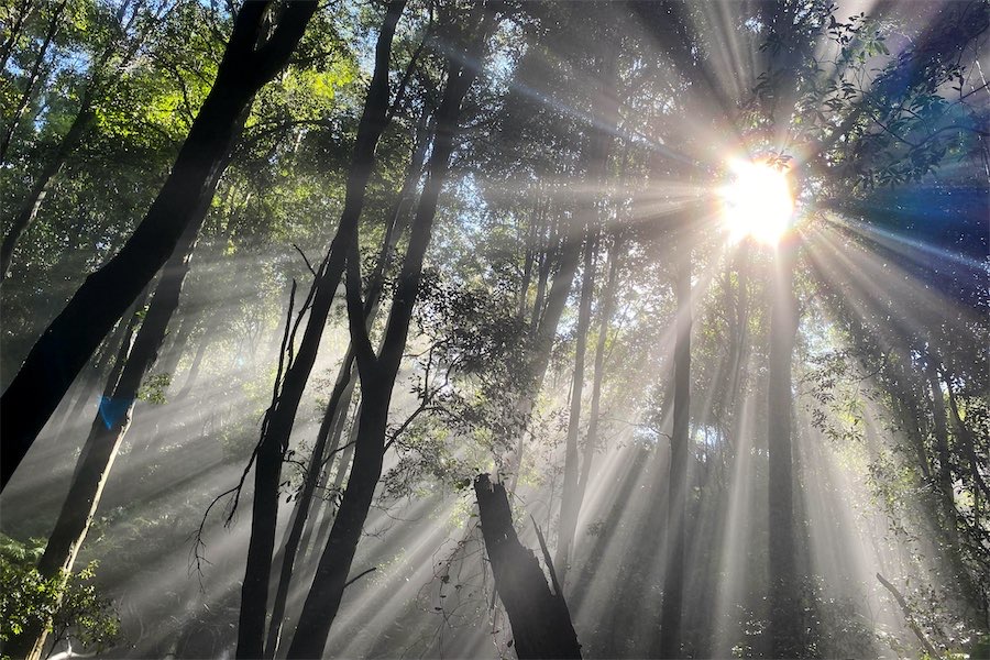 Labor’s last-ditch olive branch on stalled nature laws