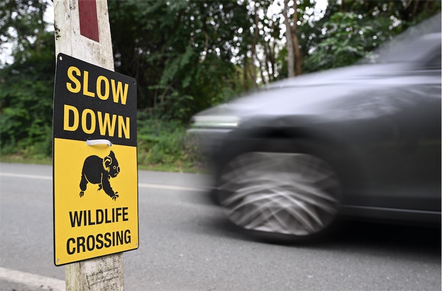 Reform urged as native animals face deadly season