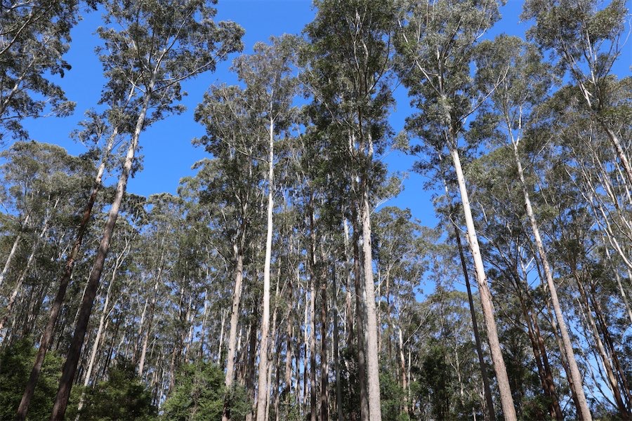 Federal environment laws ‘won’t fix’ project backlog