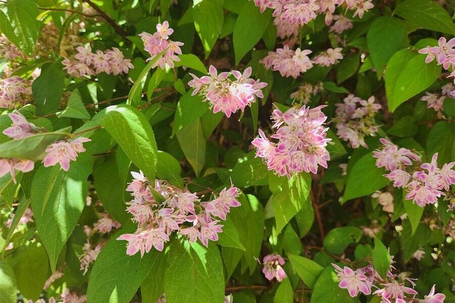 Big shrubs that are big on fragrance