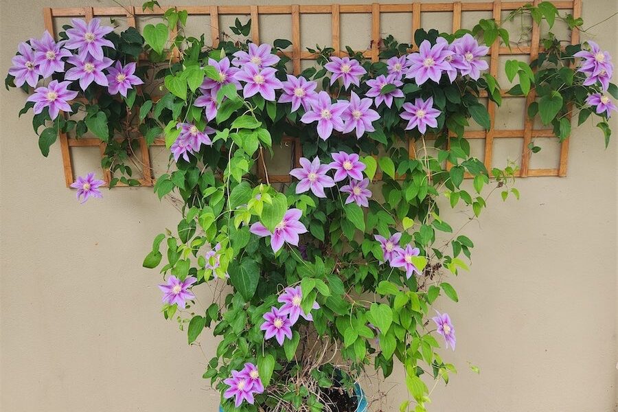 Clematis, the ordinary plant with a delightful side