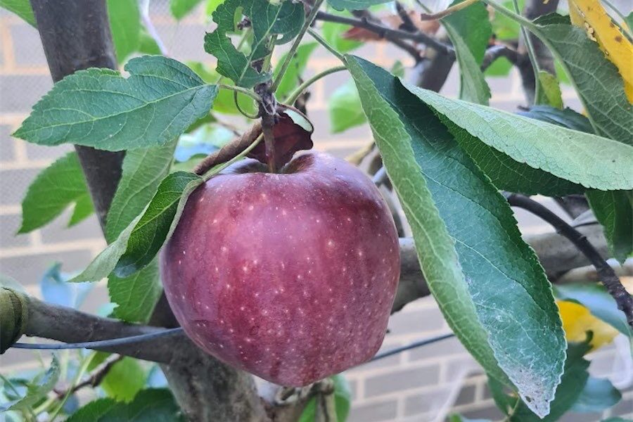 Get netting, it’s good for fruit 