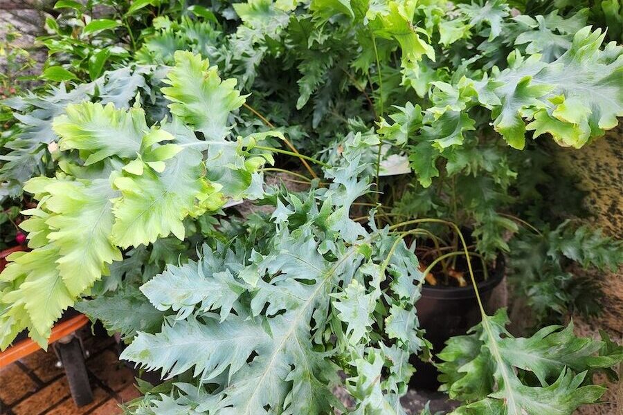 No-fuss fern that’s a real survivor