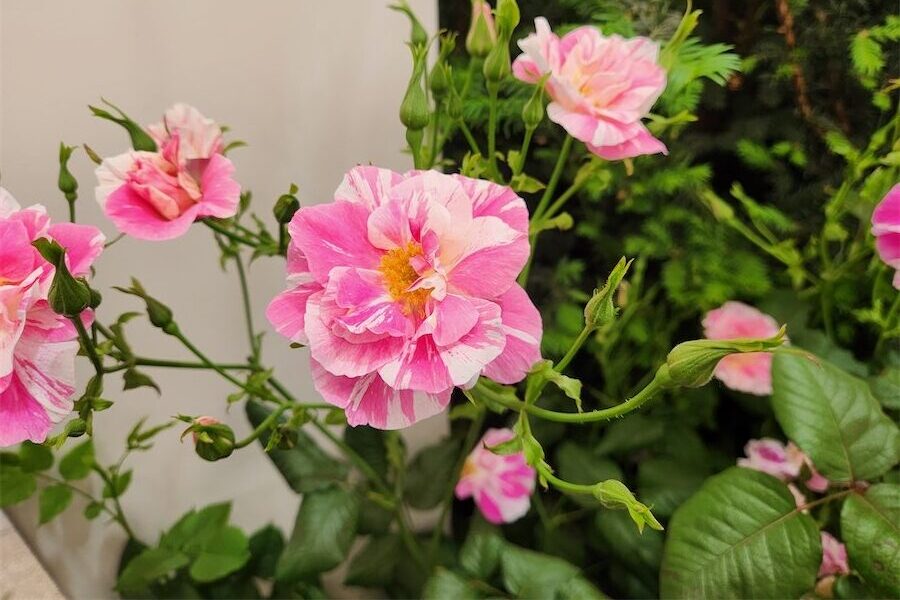 Weather the main player in garden success