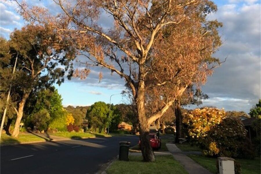 It’s a dead loss trying to get dangerous dead trees removed