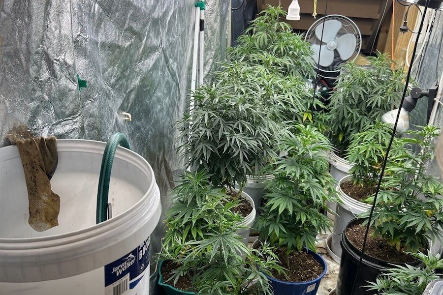 Moncrieff couple on theft and cannabis charges