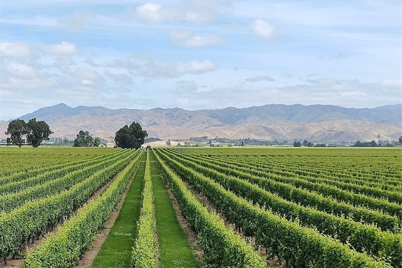 You herd that Kiwi exports are not doing too wool?