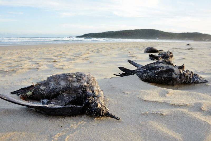 The ecological disaster threatening Australian seabirds