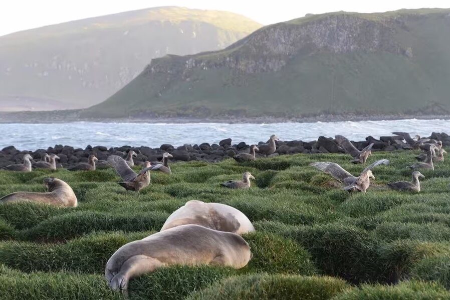 Deadly flu found on Australian sub-Antarctic island