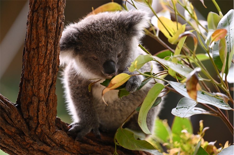 Koala ‘misinformation’ cry as population counts soar