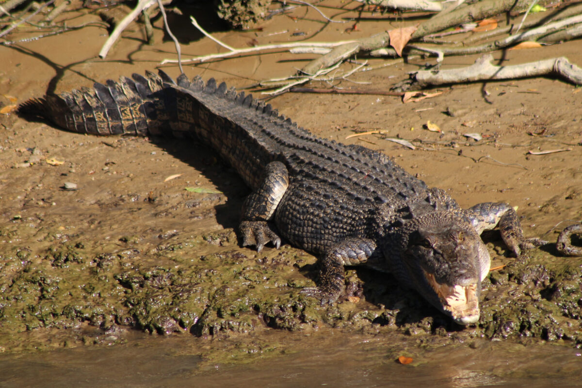 ‘Out of control’: croc removal plan scaled up