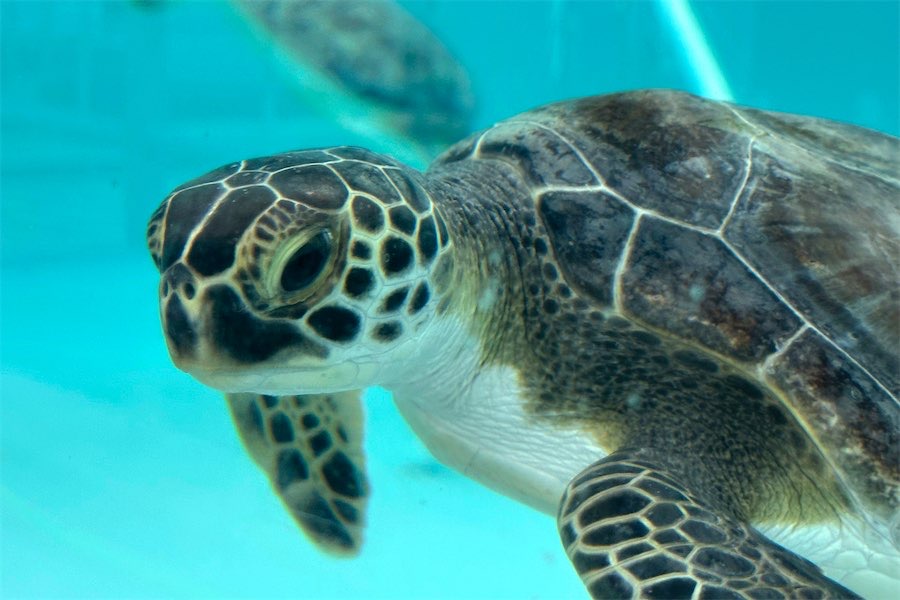 Cyclone damage making life tough for struggling turtles