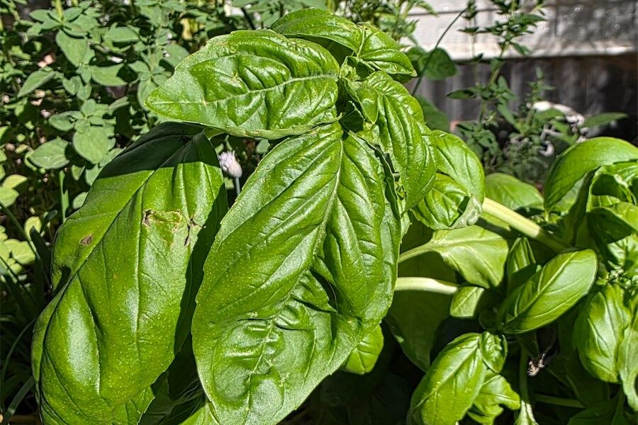 Home-gardening health benefits are ‘priceless’