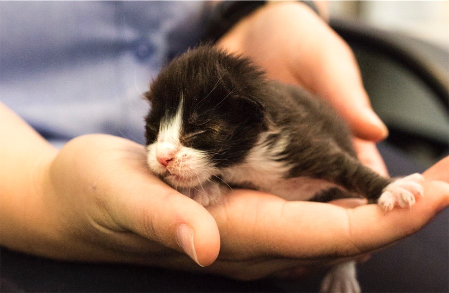 Unwanted: curbing the ‘kitten season’ crisis