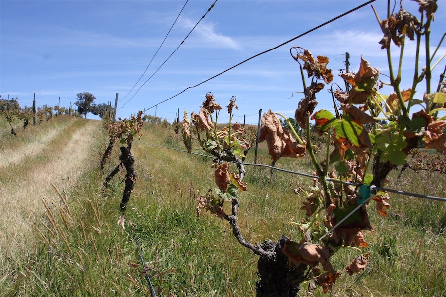 Tonnes of grapes and berries lost to late frost