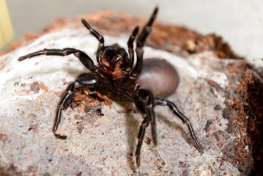 Spider venom spawns heart attack and stroke drug