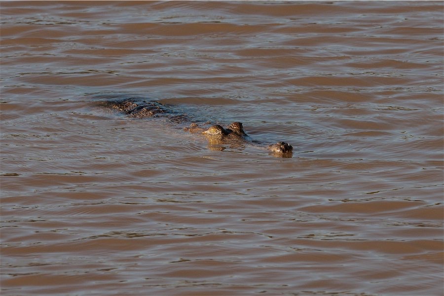 Officer hailed after braving croc-infested floodwaters