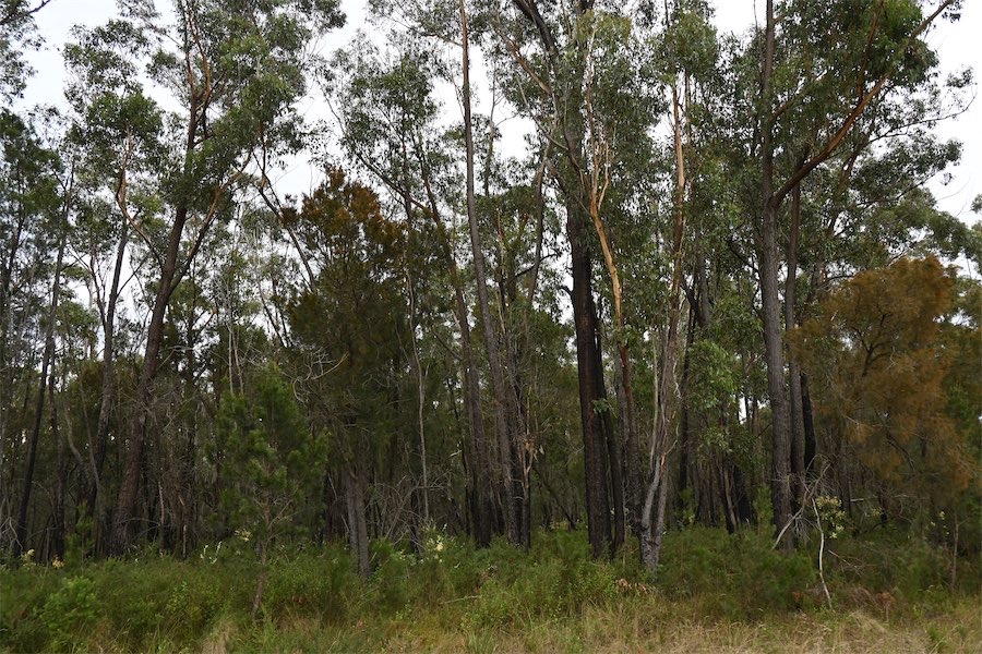 Quietly dying: few forests spared from tree losses