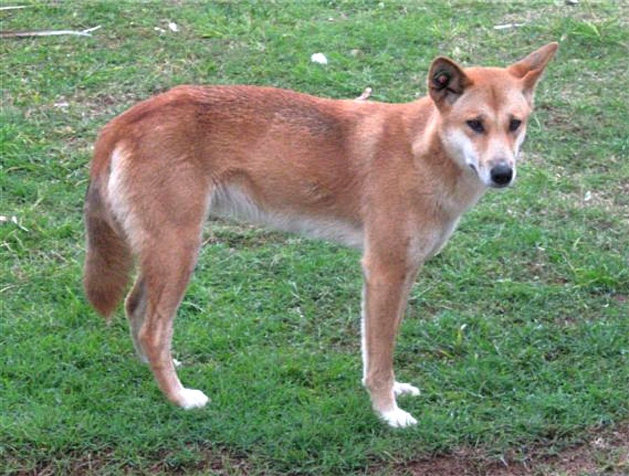 Wild dingoes to be euthanised after teen’s island death