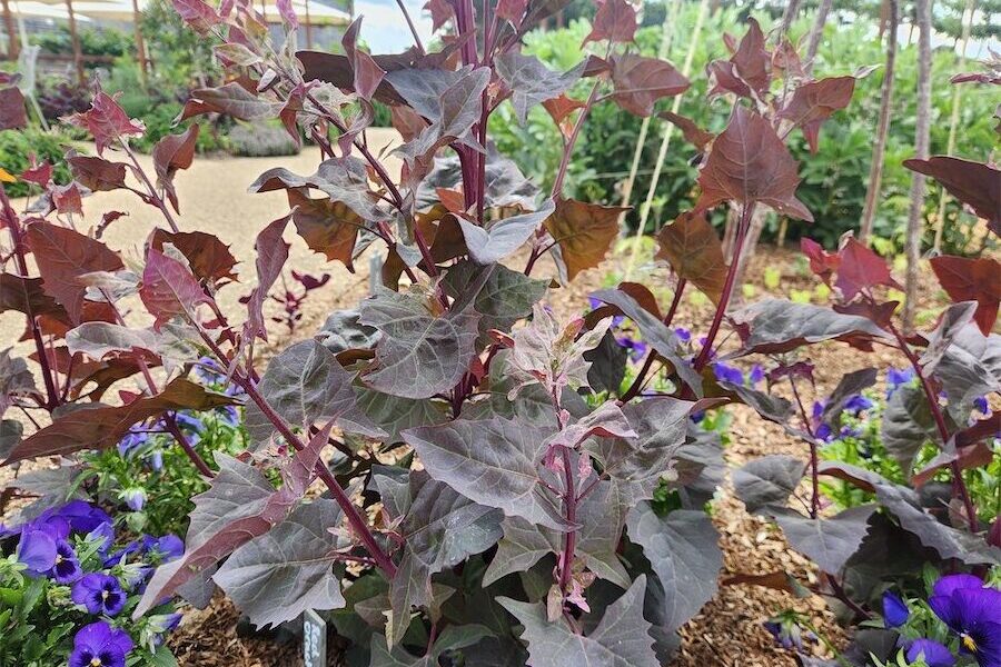 Meet an eye-catching ancient spinach