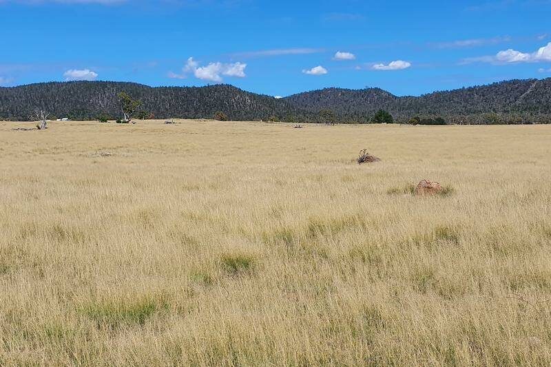 The century-long battle against weeds heads to space