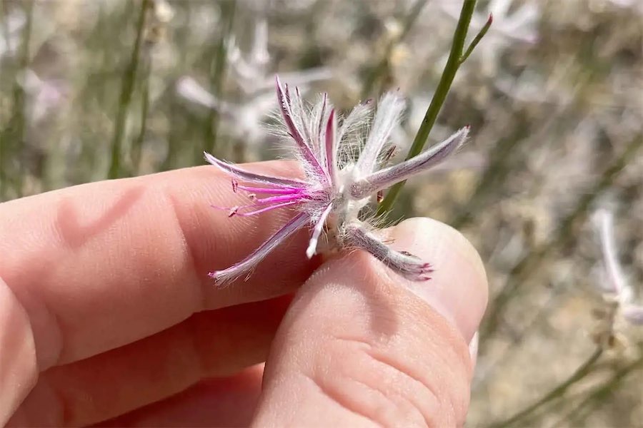 Citizen scientist discovers ‘extinct’ native plant