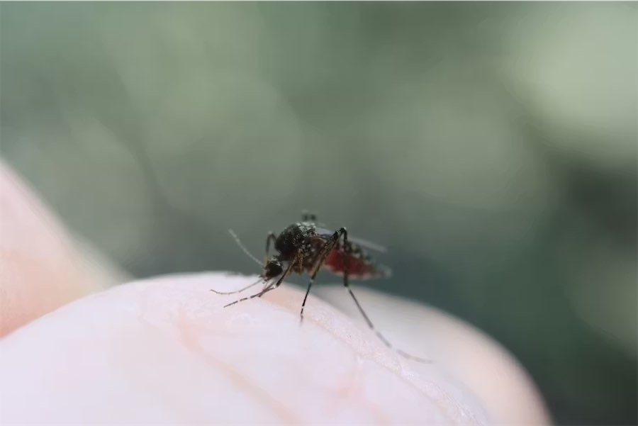 Why it’s best to use mosquito repellents, but are they safe?