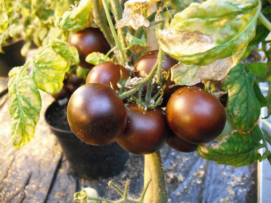 Colourful new tomato promises purple patch of health