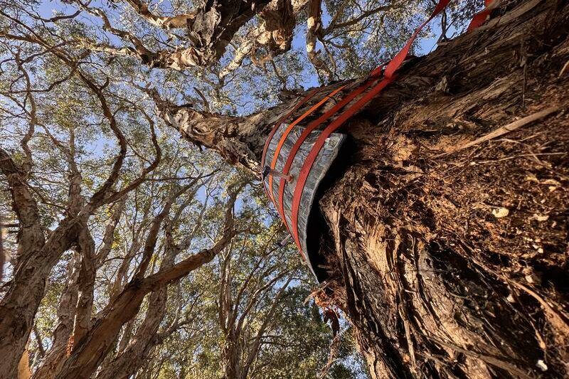 Secret weapon in climate fight hiding in tree bark