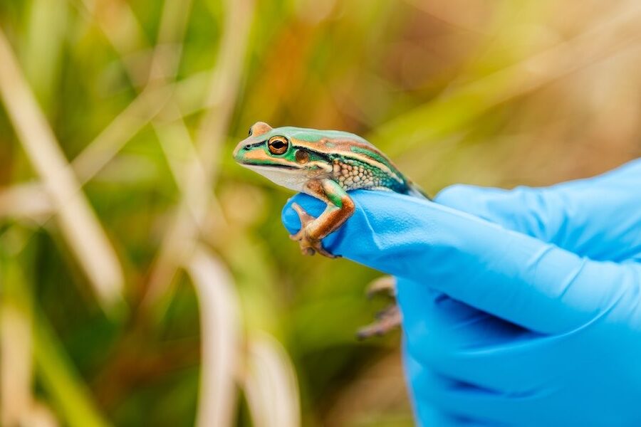 Researchers bring back bell frogs after 50 years 