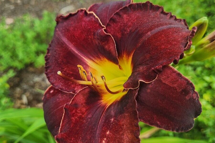 Daylilies are popping once again
