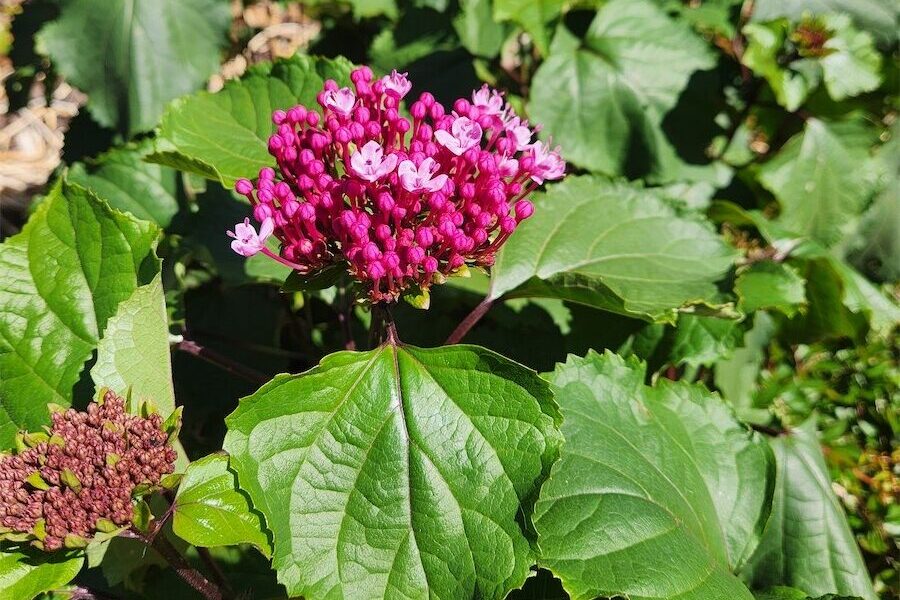 The hydrangea that’s not a hydrangea!