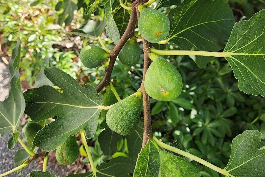 How to grow productive fig trees