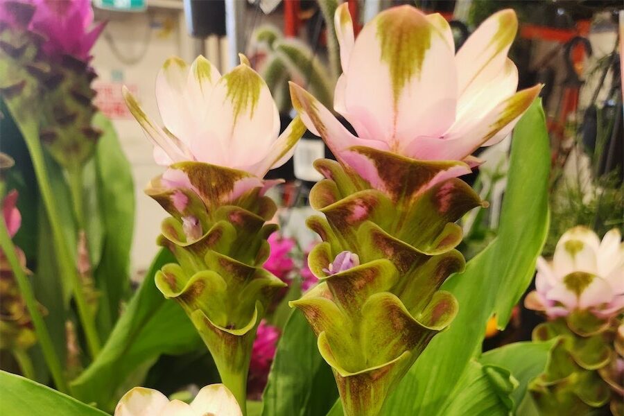 Striking ginger tulips, but in name only 