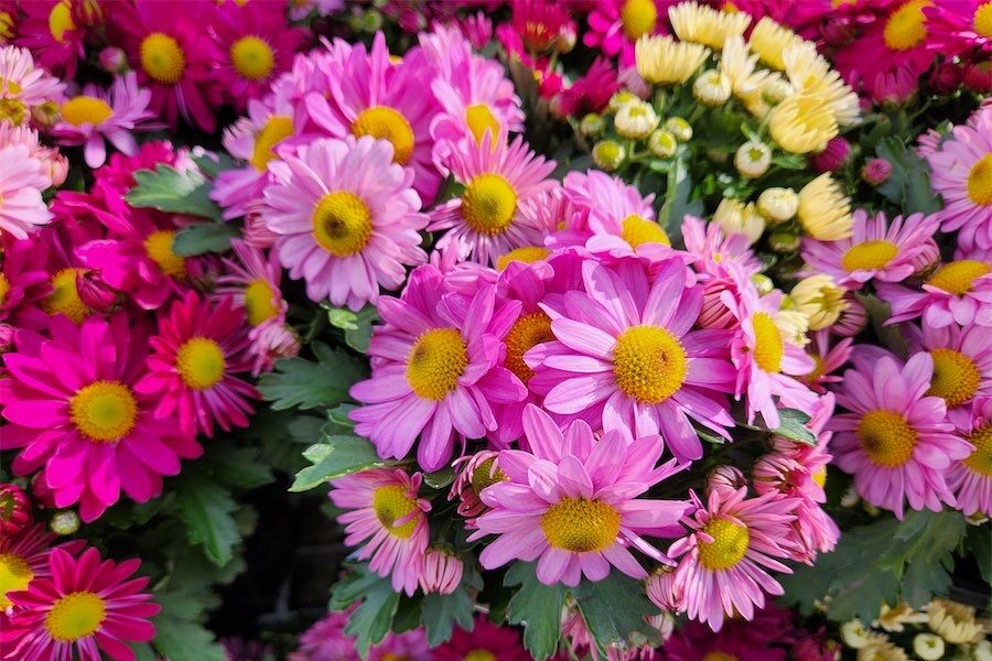 Autumn – time to plant, divide and fertilise