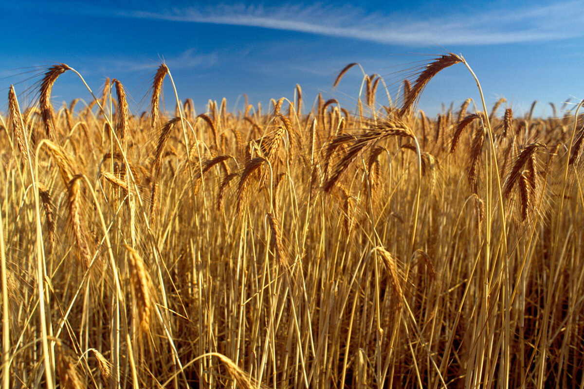 Heatwaves pose a real threat to crops and livestock
