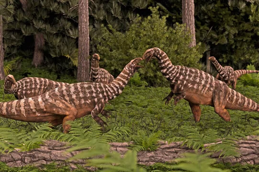 Australia’s oldest-known dinosaur fossil identified