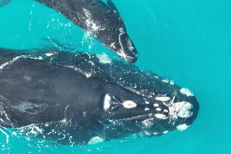 Climate change squeezes southern right whales