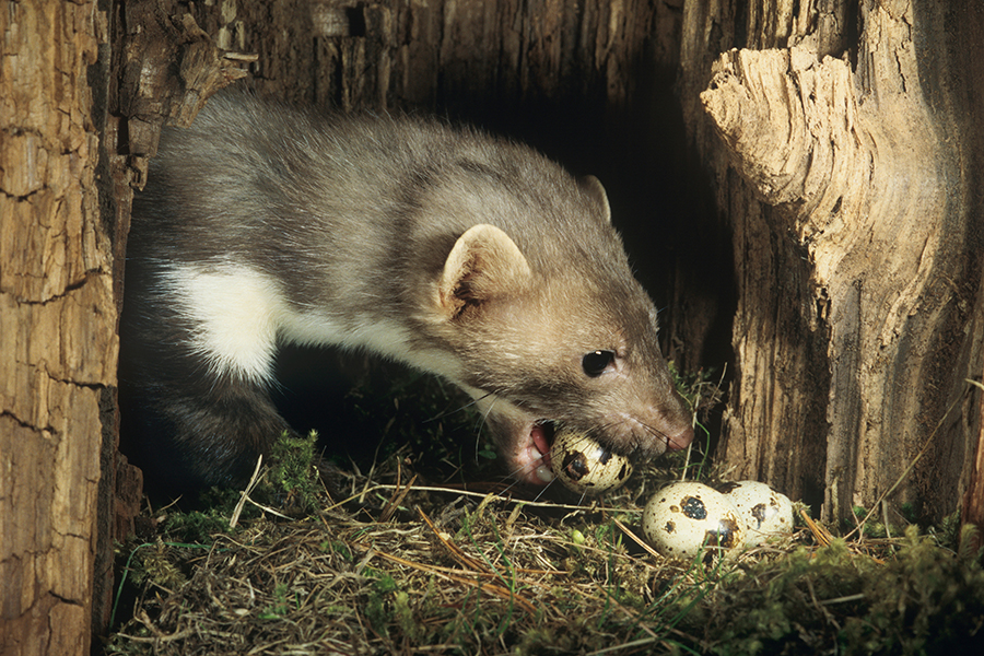 Worrying words from the world of weaselling