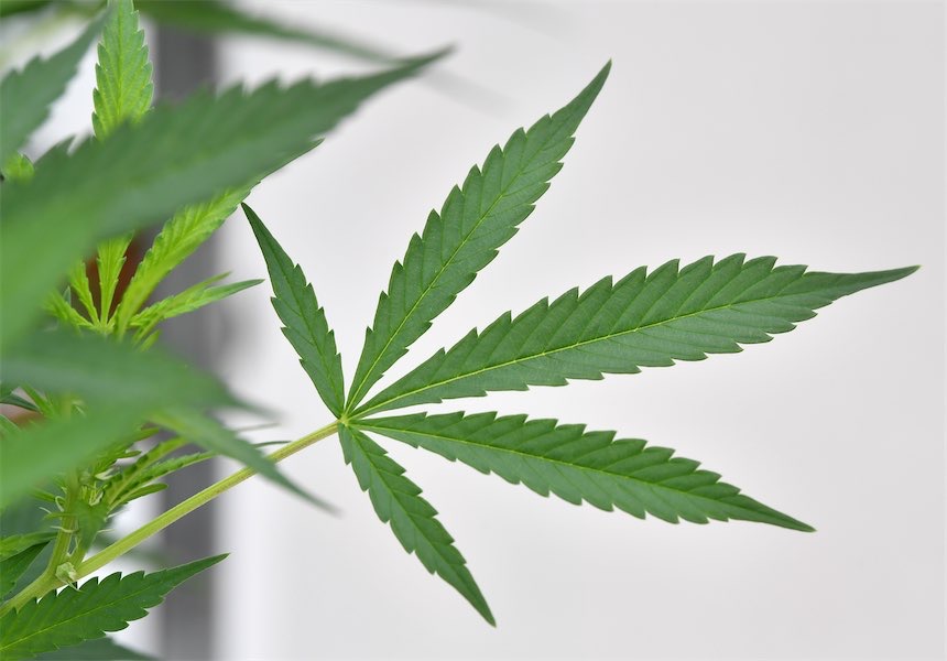Scientists up-end mental health case for medical weed