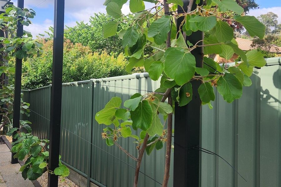 Kiwifruit offers shade and autumn harvest