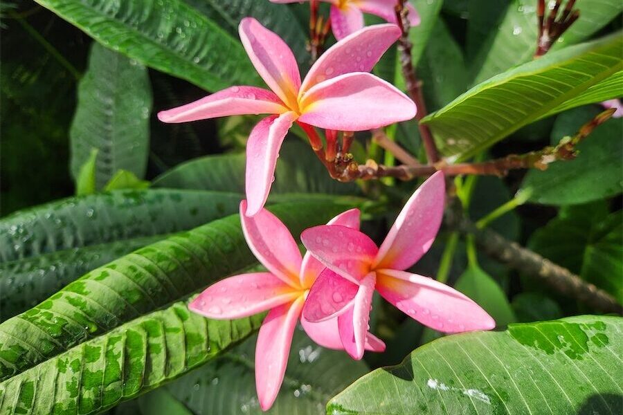 Frangipani care and autumn orchard tasks