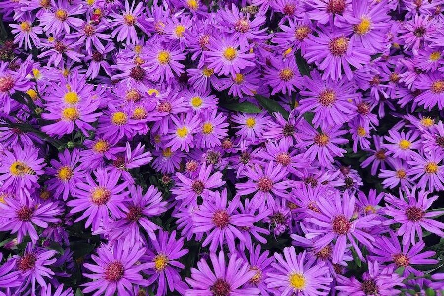 Autumn asters bring colour back to gardens